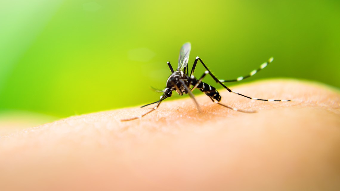 What makes mosquitoes more attracted to some than others