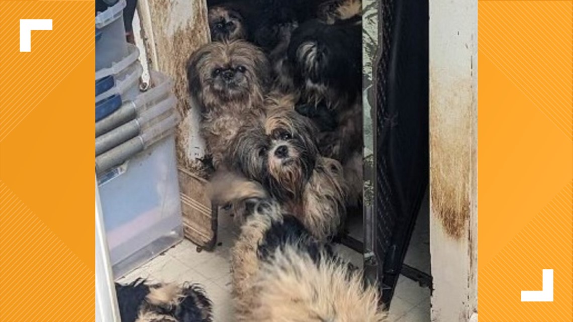 Seventeen dogs rescued from 'deplorable conditions' | fox43.com