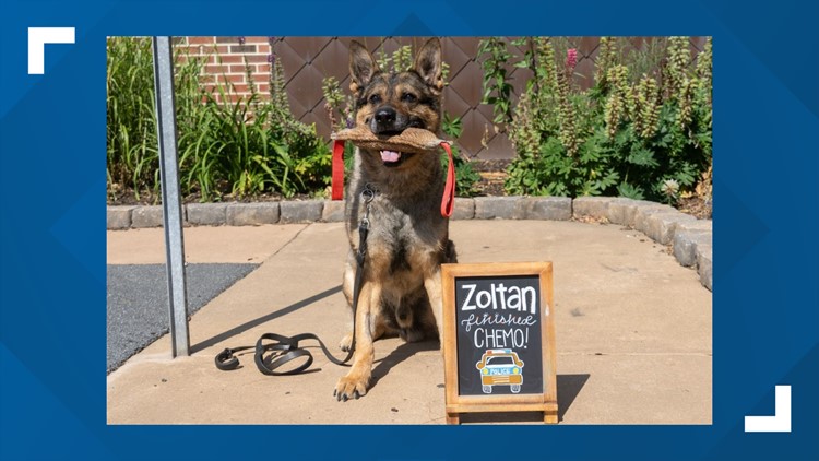 Lancaster Police K9 Zoltan successfully undergoes treatment for cancer