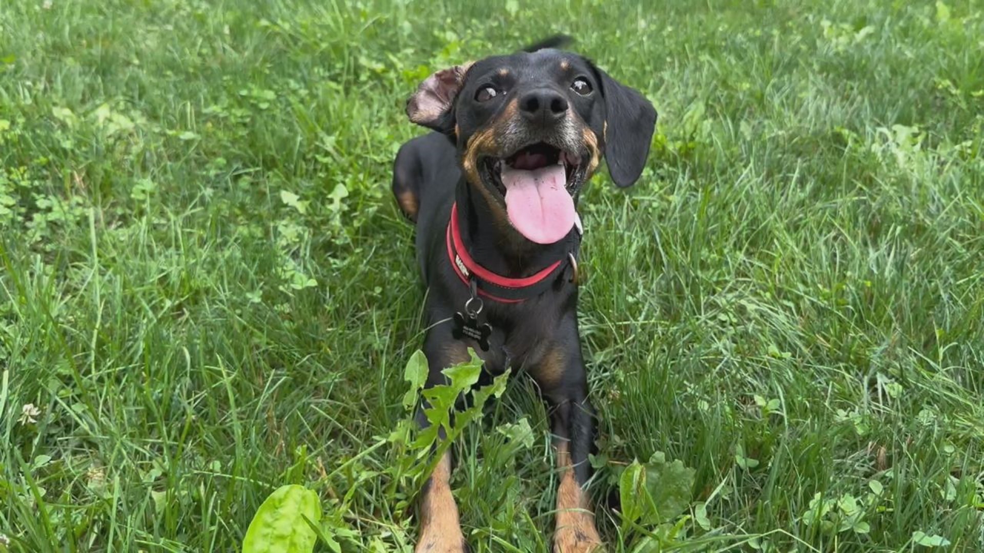 Boomer is an energetic dachshund mix who loves to run around and play fetch.