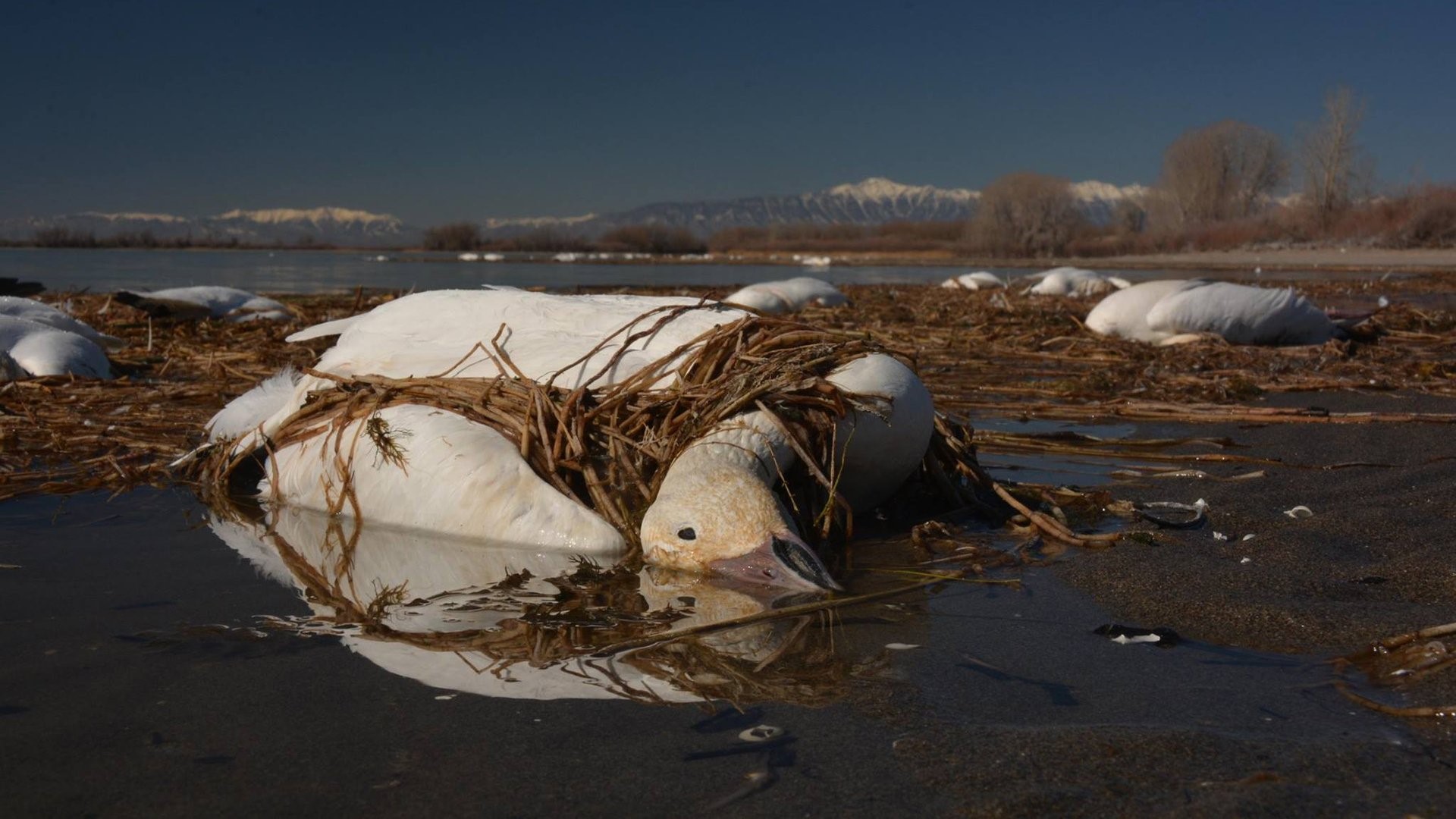 Geese Falling 2,000 snow geese drop dead, fall from sky in Idaho | fox43.com