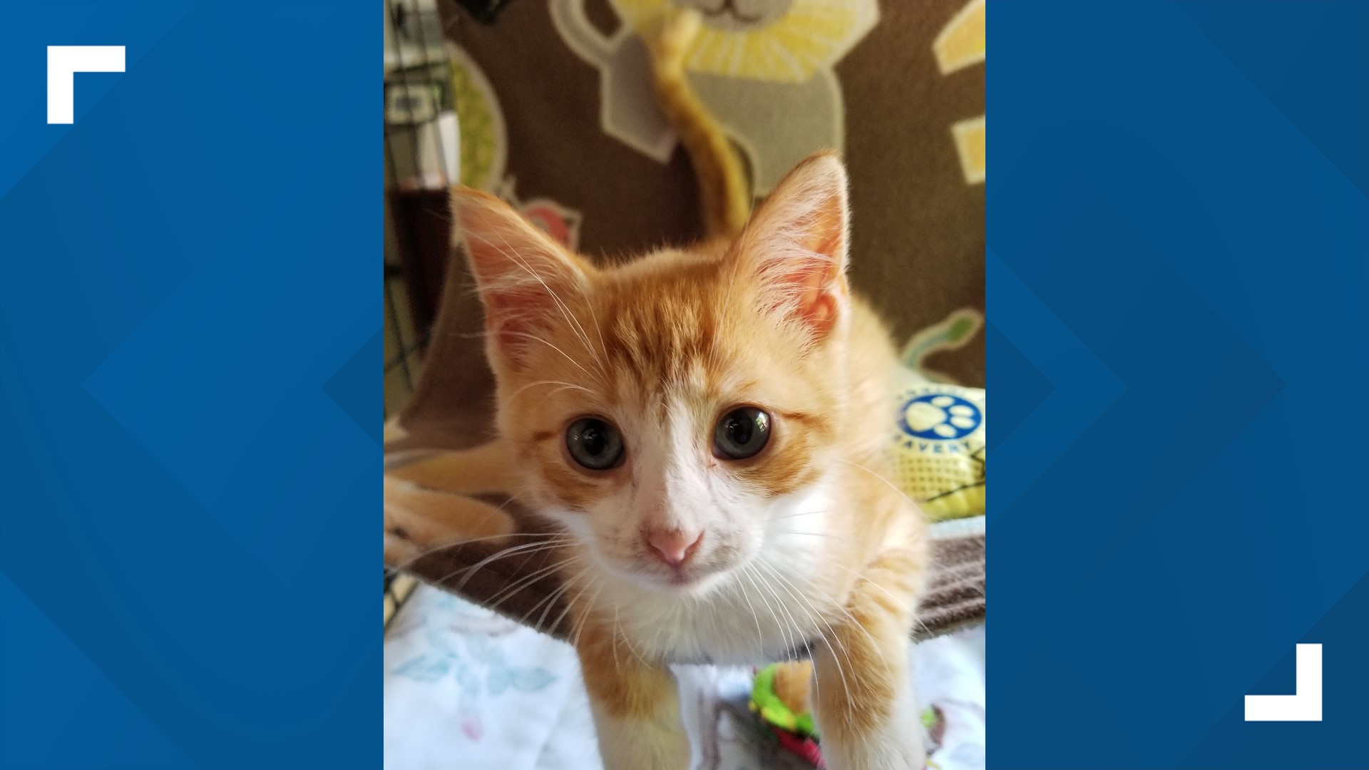 This week's Furry Friend is an 8-year-old kitten named Hogan.