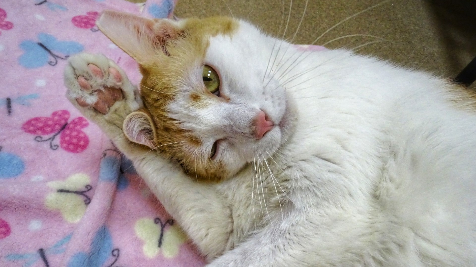 'Miracle cat' Cat at Lancaster shelter makes miraculous recovery