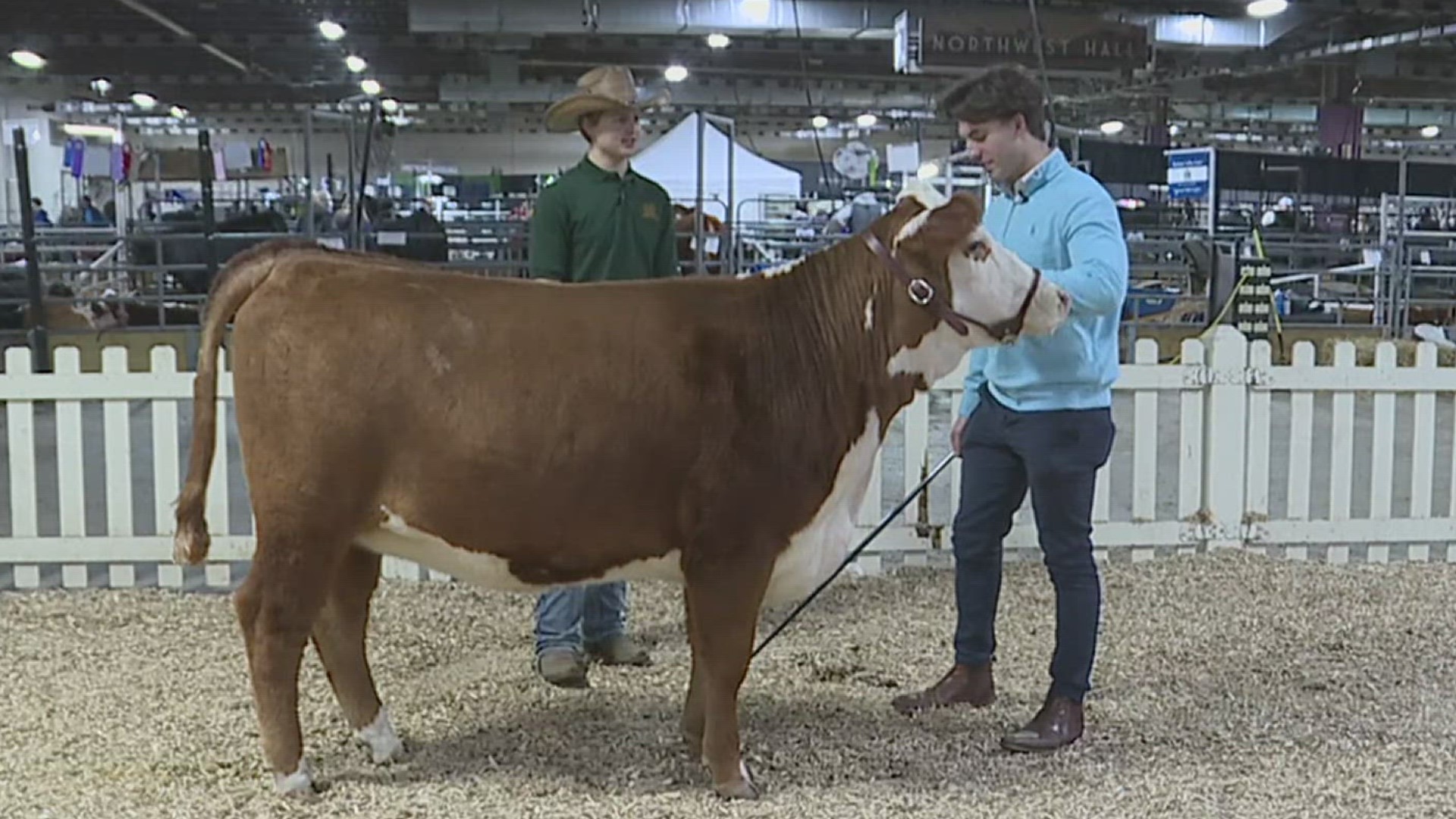 FOX43's Tyler Hatfield learned from a student at Milton Hershey School how to show a cow at the Pennsylvania Farm Show.