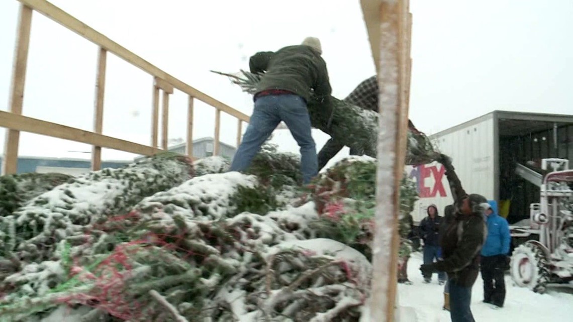 Michigan farms sending 600 Christmas trees to military families in ...