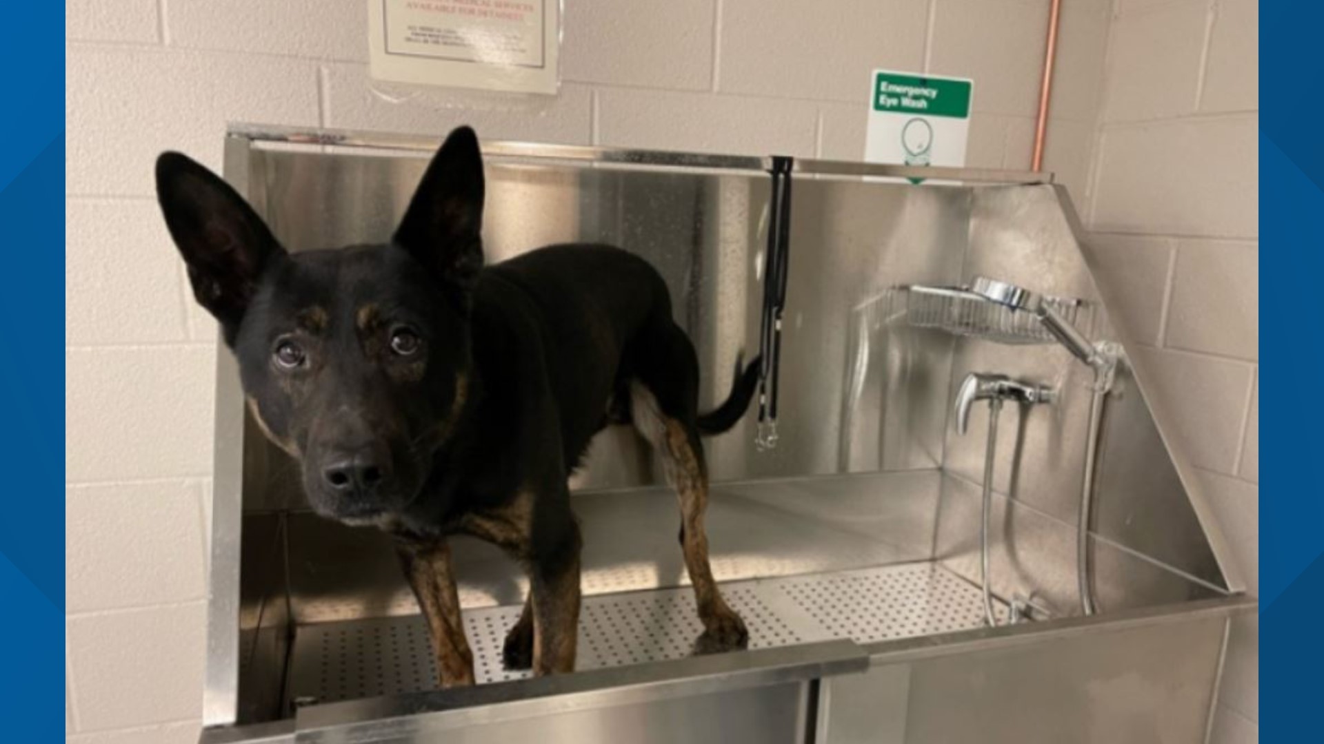 The police department's three K9 officers have already used their new bathing unit, which is open to K9s from other departments.