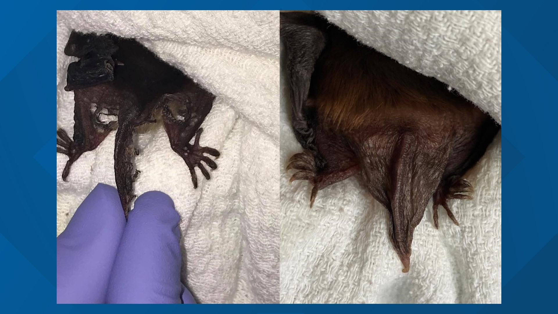 Northern longeared bats One of Pa.'s most solitary, but necessary