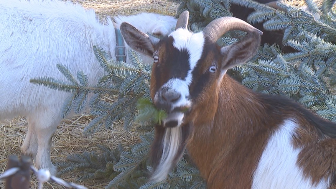 "They love it" Donate your Christmas tree to goats at an Adams County
