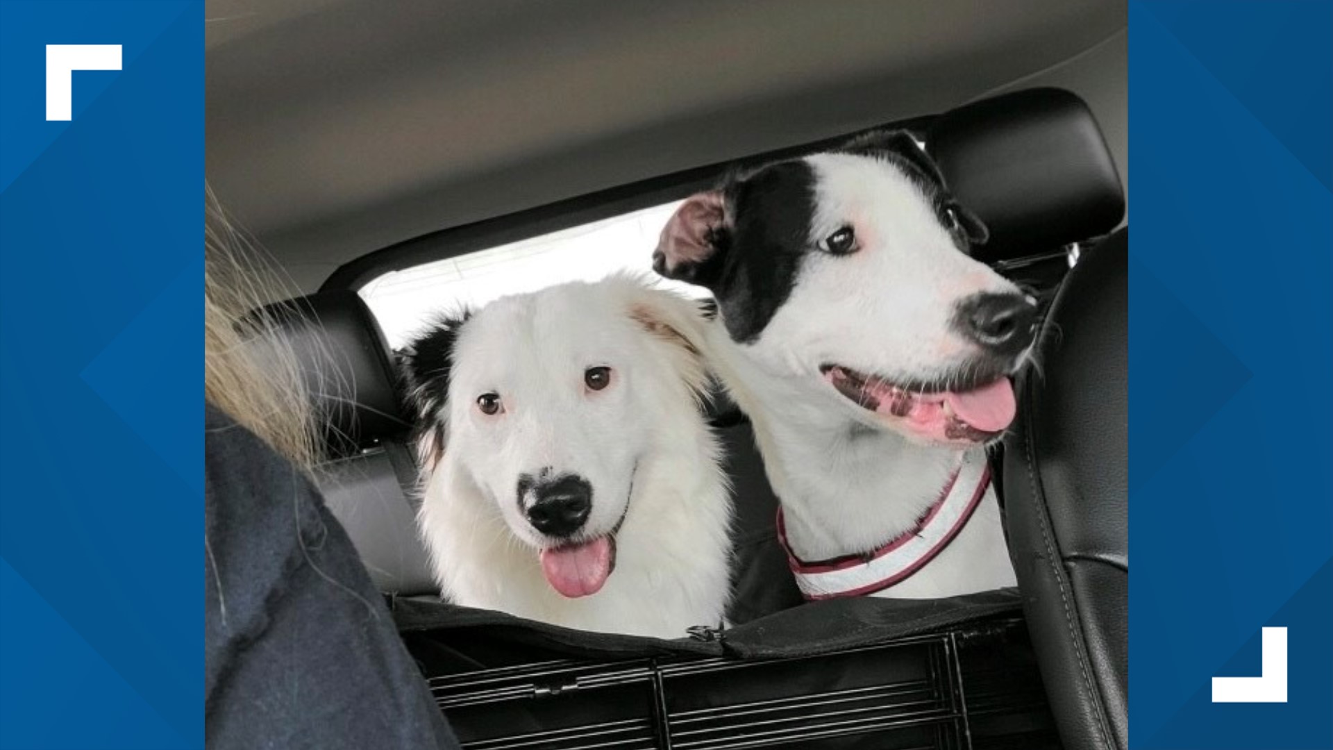 Bitsy and Suki are a bonded pair of sisters who love people and cuddling. They enjoy keeping each other company and playing with crinkly toys.