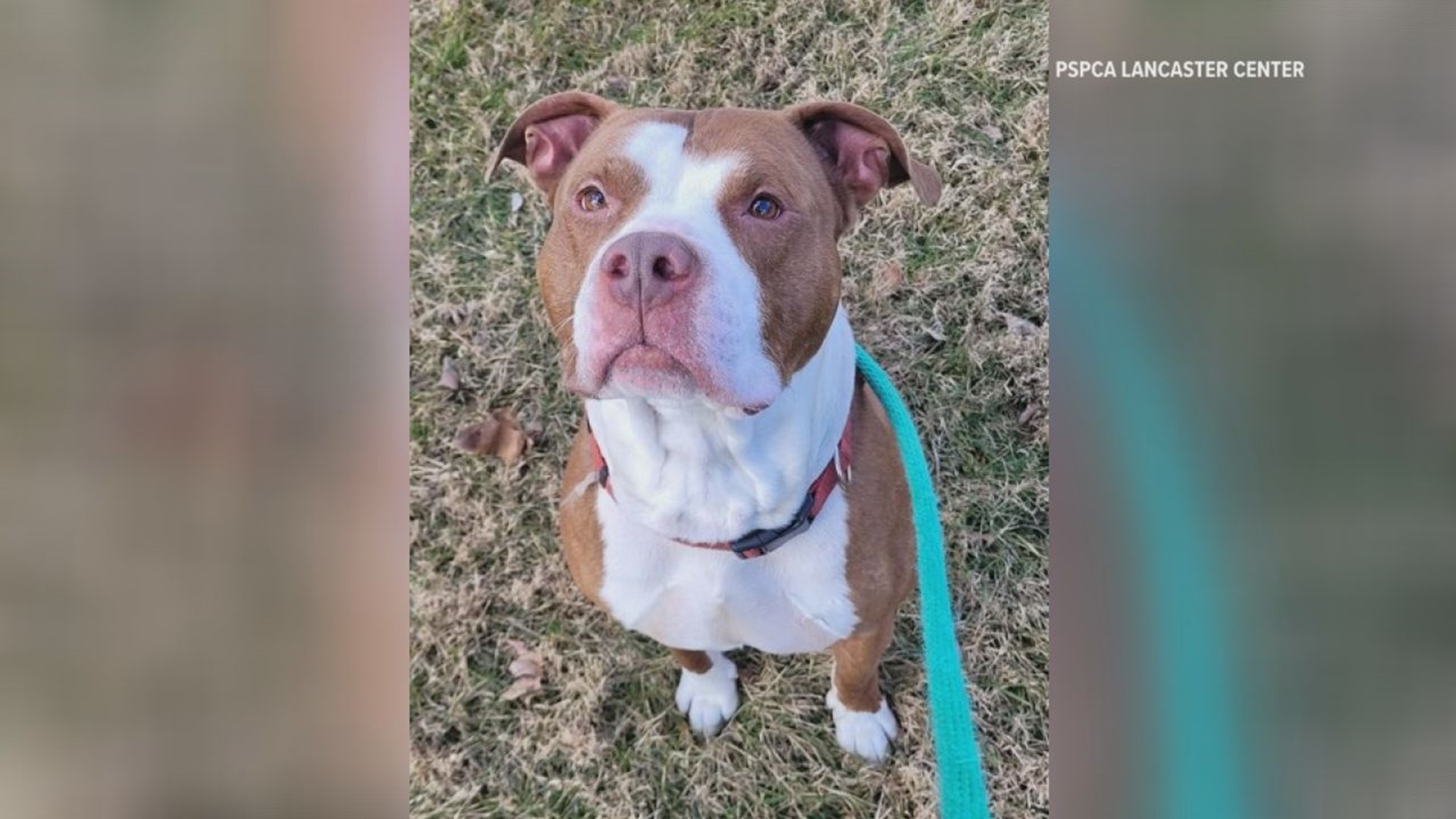 This handsome hunk is a kind and friendly 4 year old dog who is looking for his forever family at the PSPCA Lancaster Center.