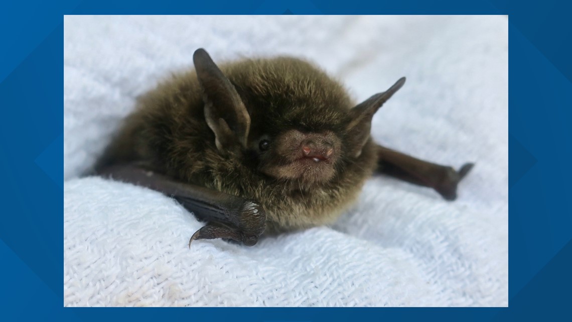 Northern long-eared bats | One of Pa.'s most solitary, but necessary