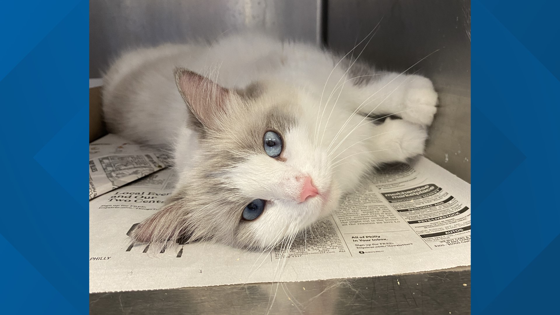 Pennsylvania SPCA rescues nearly 100 cats from breeder in Lancaster