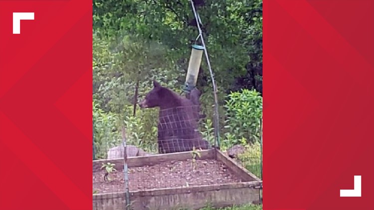 York County Regional Police warn residents of increased bear activity in the area