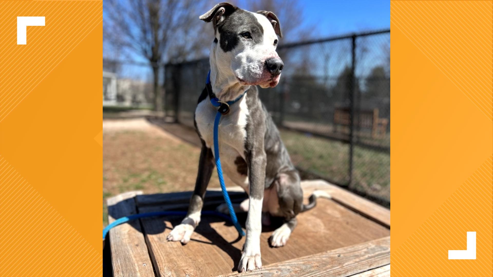 Today's furry friend is Barkley from the York County SPCA!