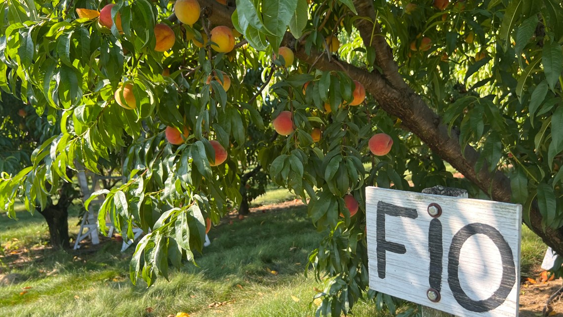 'Peach-ure' perfect activities for Flinchbaugh Peach Festival - Vimarsana News
