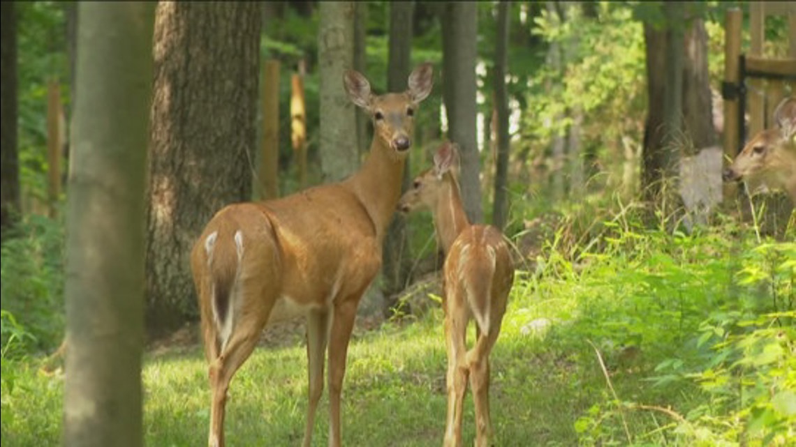 Pennsylvania hunters donate record venison to fight hunger