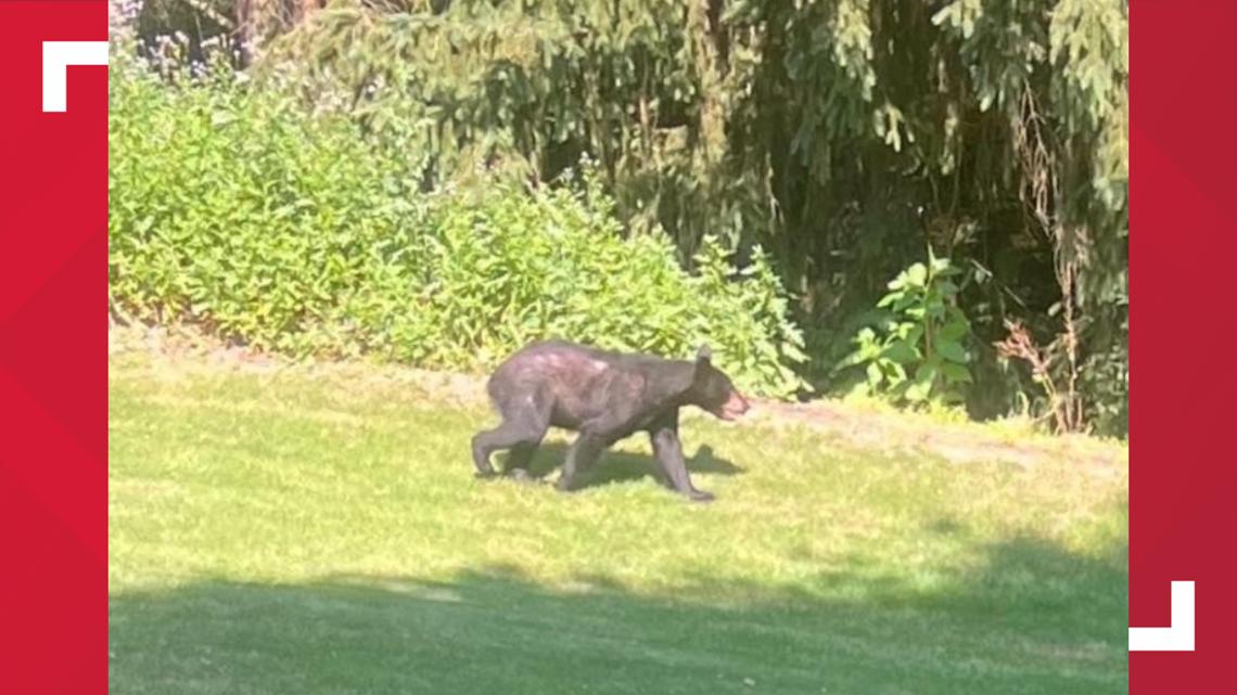 More Bear Sightings Reported In Upper Allen Township 9018