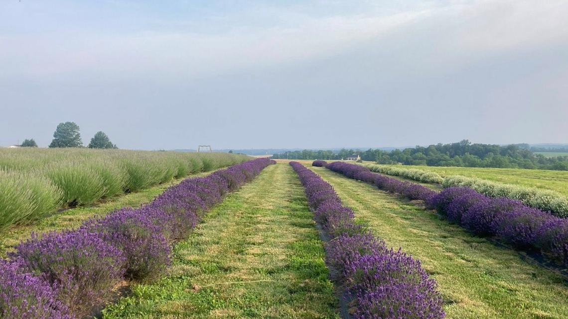 Relax at Maple Lawn Farms' Lavender Festival this weekend