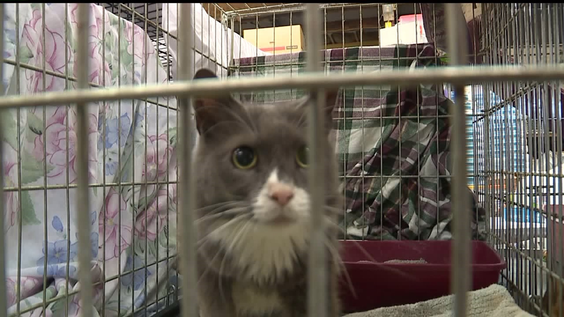 About 100 cats rescued from house in Lebanon Co., need loving homes