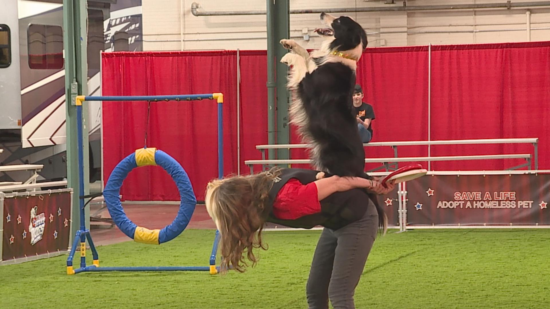 The stunt dogs will have three shows on Saturday, Feb. 22 and three more on Sunday, Feb. 23 during the RV Show. 