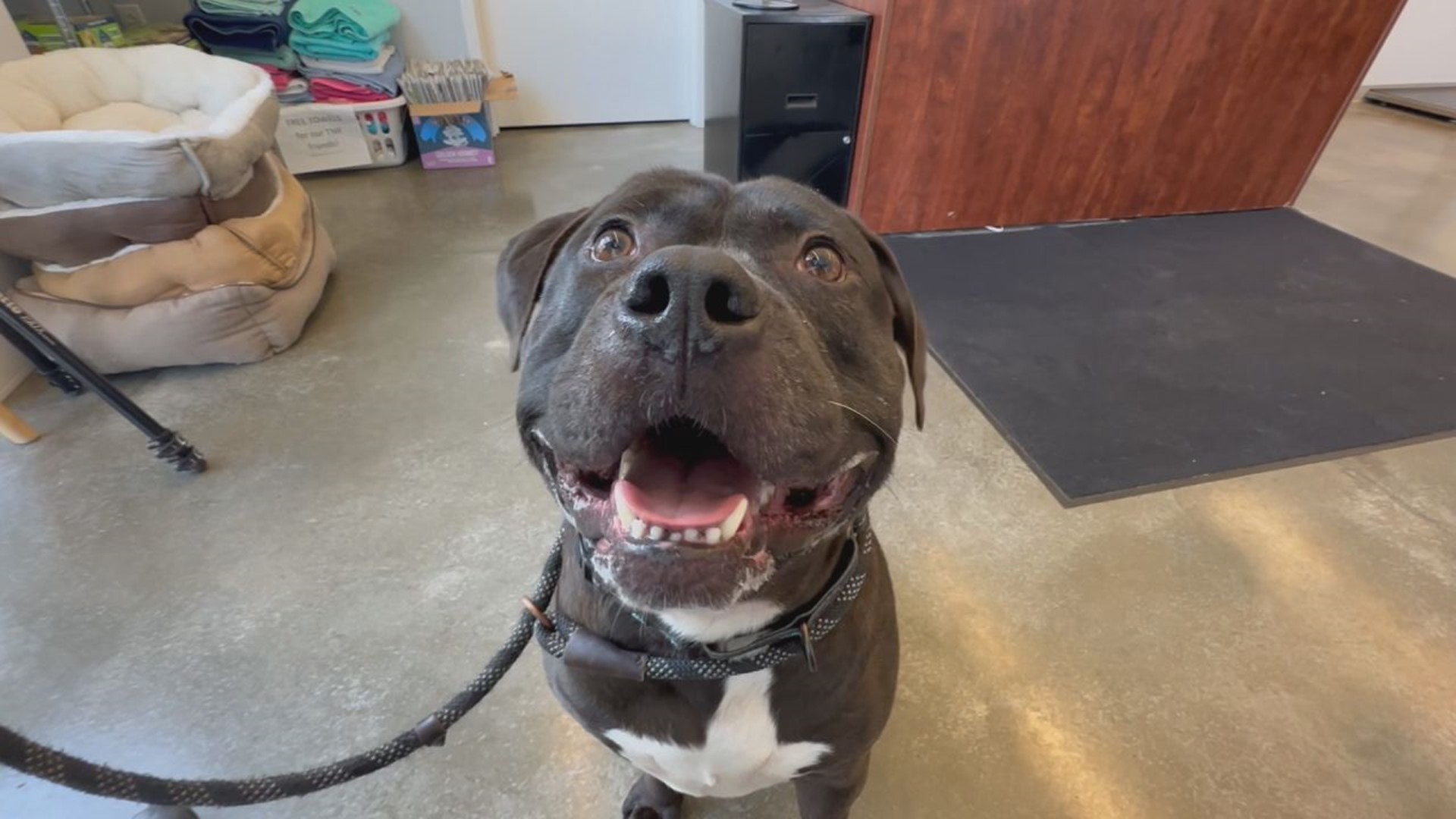 Despite his big size, Hulk is a gentle giant who loves going on walks, playing with tennis balls, and snuggling with his people.