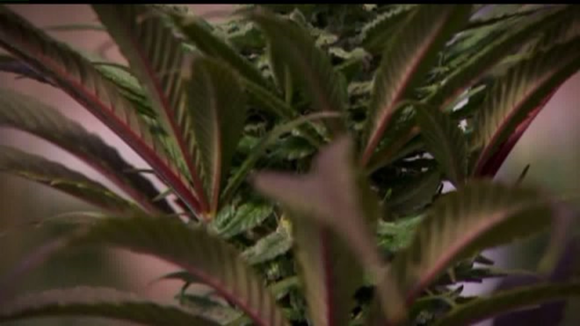 Harrisburg takes public feedback on lowering marijuana possession penalties