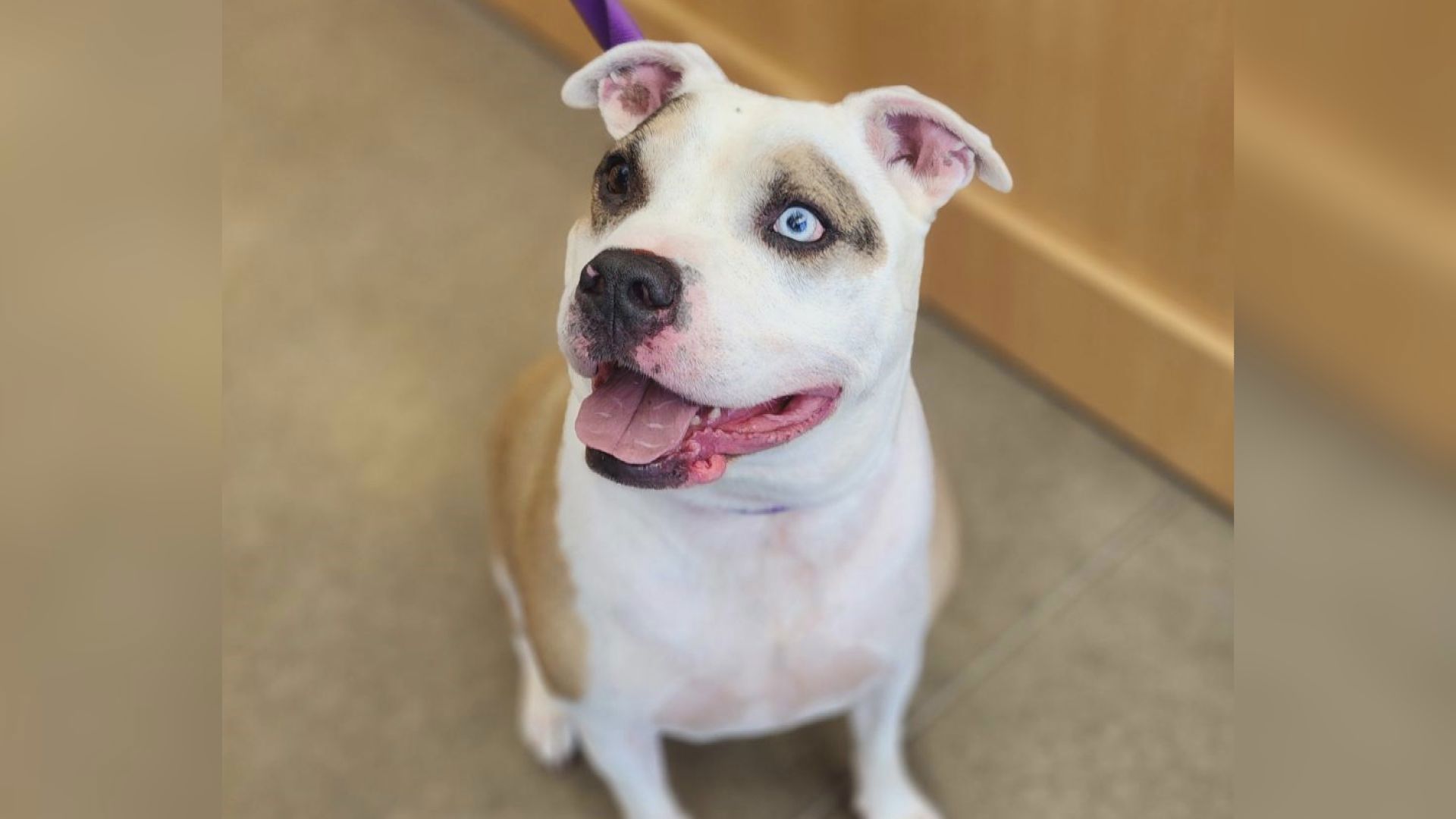 Azul is a laid back pup who enjoys tasty treats and cozying up on the couch. He is available for adoption at the York County SPCA.