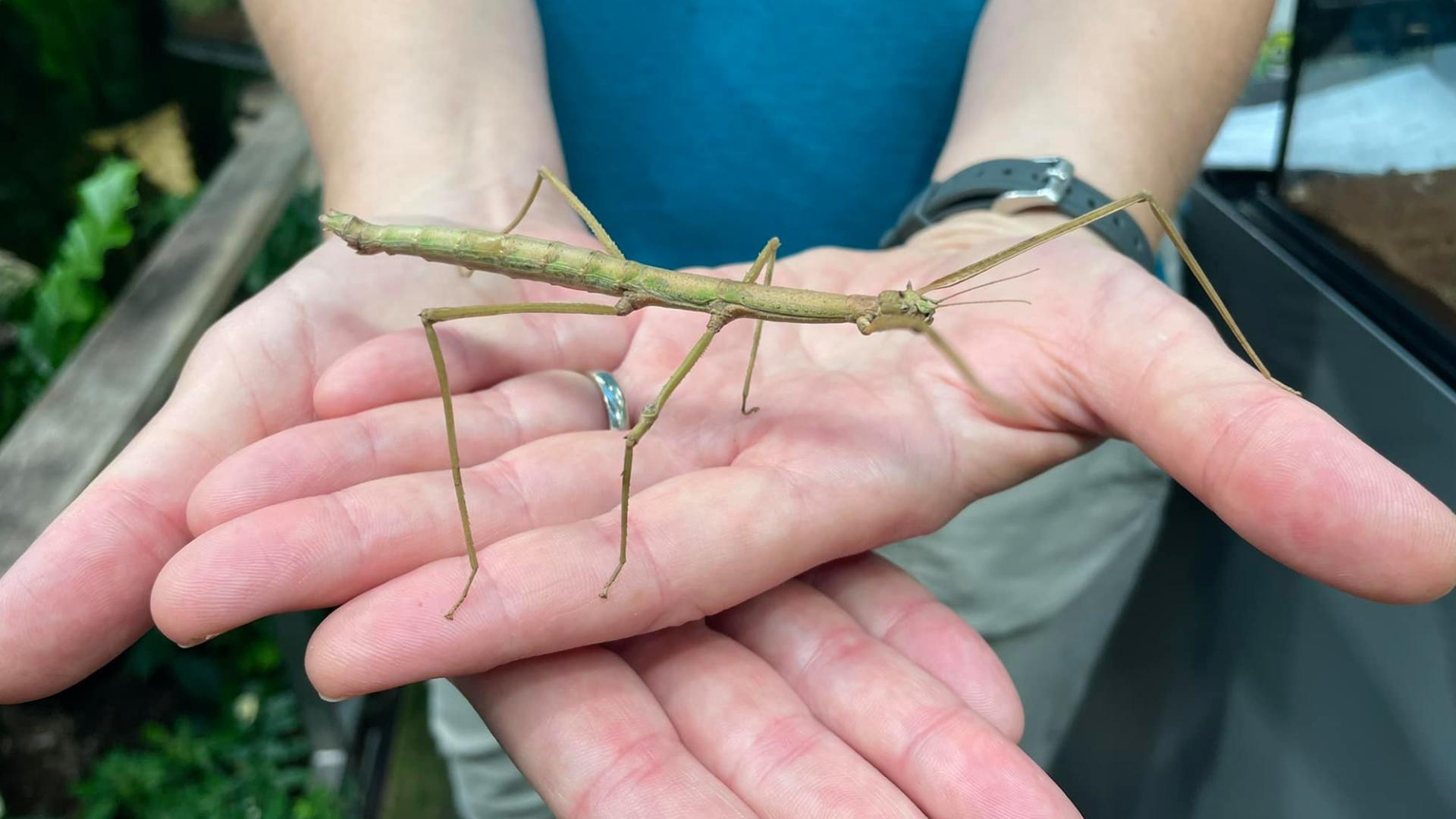 Unique insects from around the world will crawl to Hershey Gardens for Bug-O-Rama on Sunday.