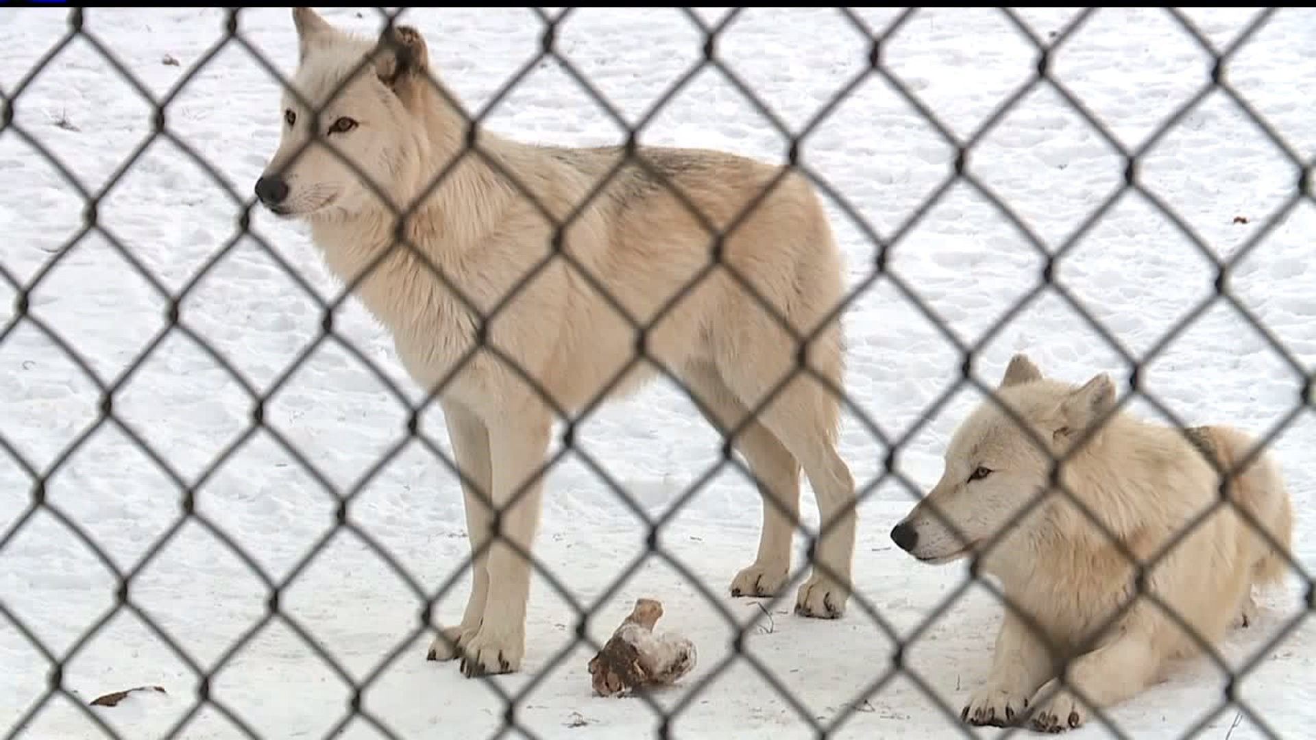 A look at how animals and zookeepers at ZooAmerica handle the brutal cold