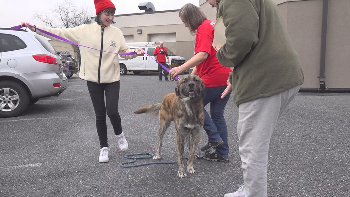 Harrisburg Humane Society Hosts Holiday Adopt-a-Thon | Fox43.com