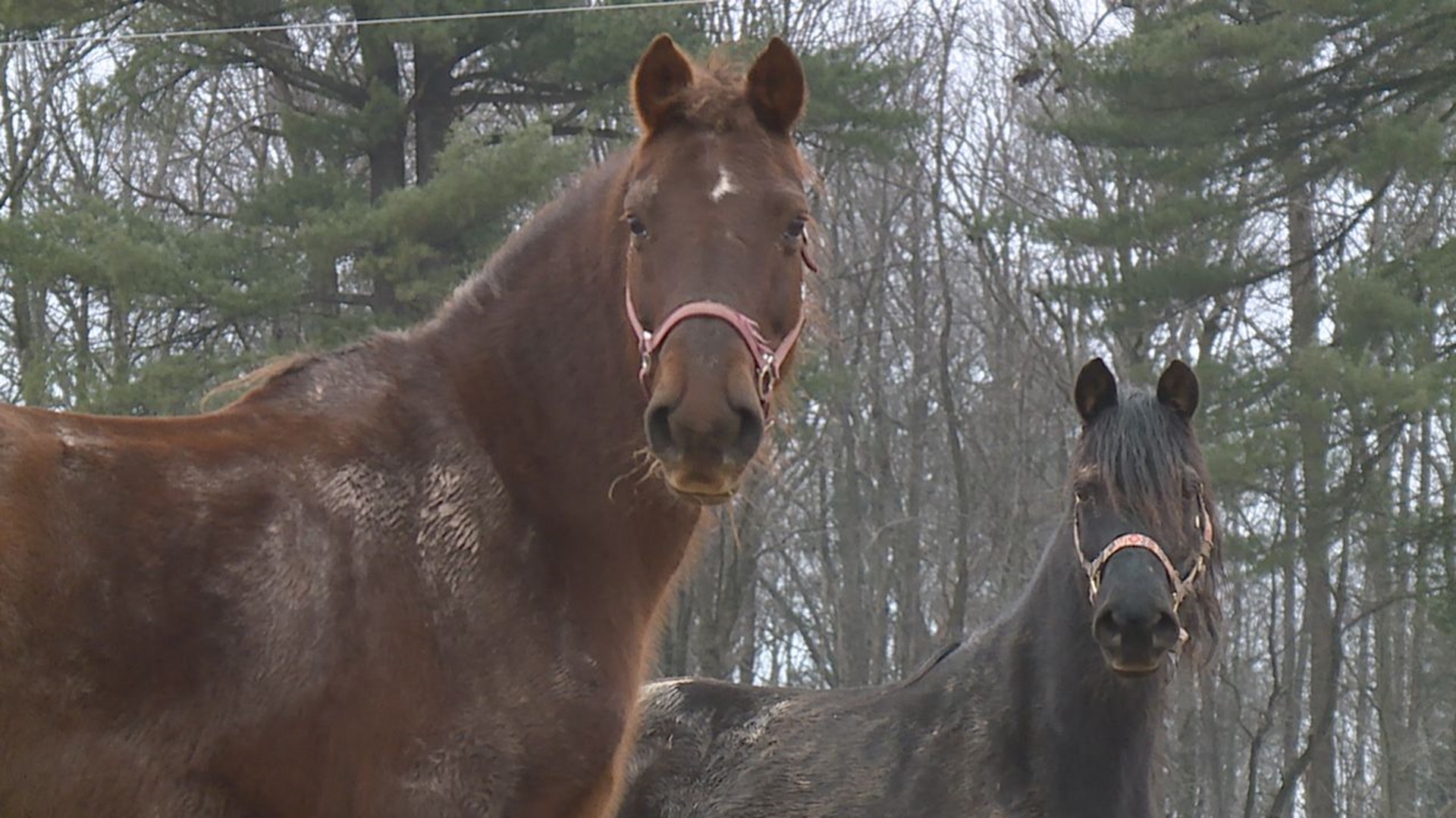 After being rescued more than a decade ago, nine Morgan horses are looking for their forever homes.