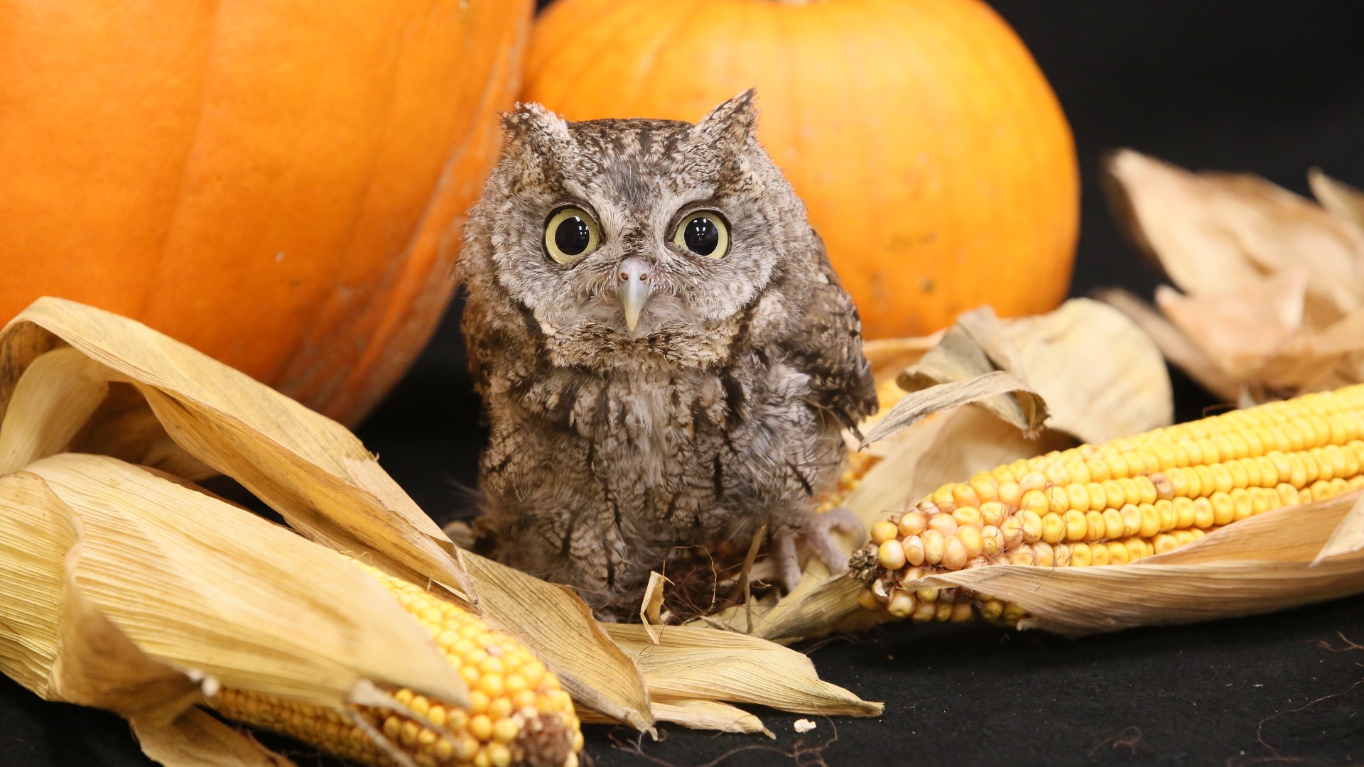 The program allows guests to learn about the Zoo's nocturnal animals, like owls, gray wolves and even skunks.