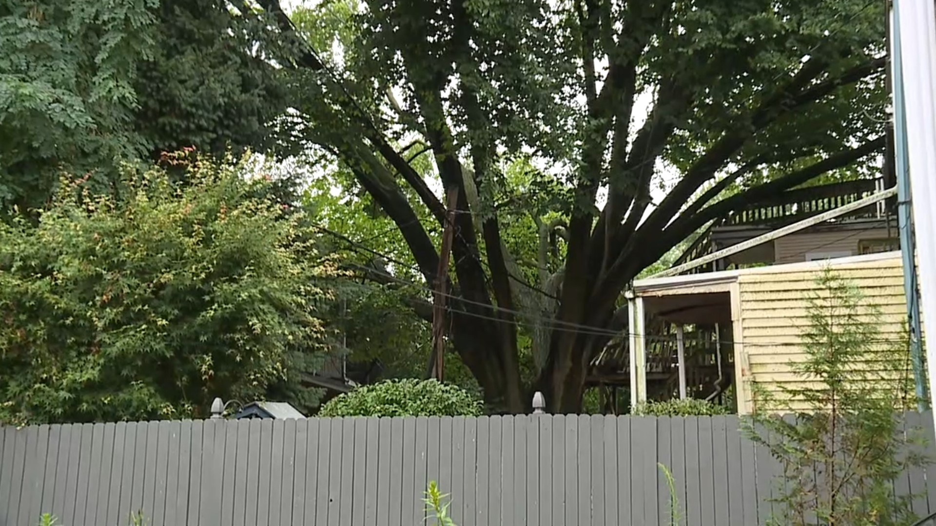 The removal of an 80-year-old Elm tree in Harrisburg is expected to take a week to complete and affect dozens of residents.