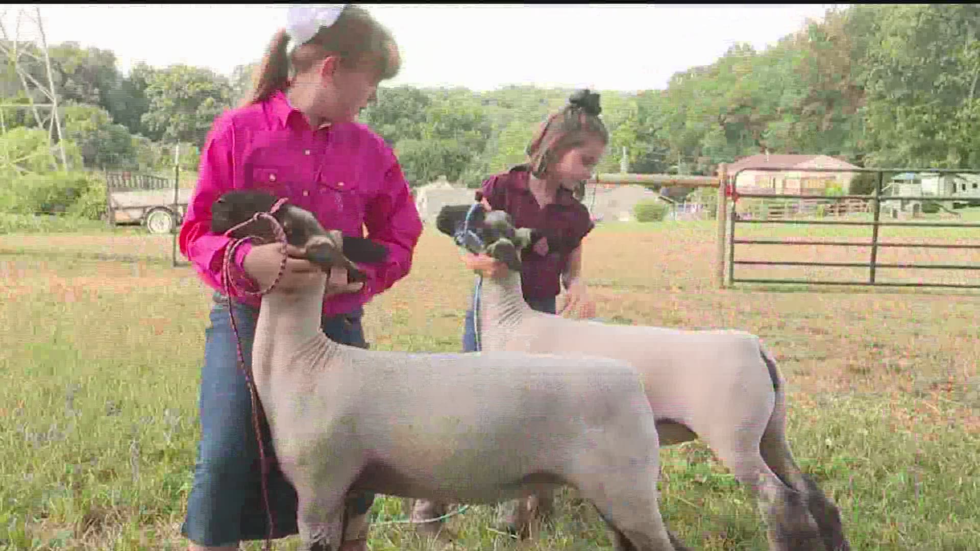 Despite the York Fair's cancellation in 2020, numerous other livestock shows and auctions are popping up across South Central Pennsylvania.
