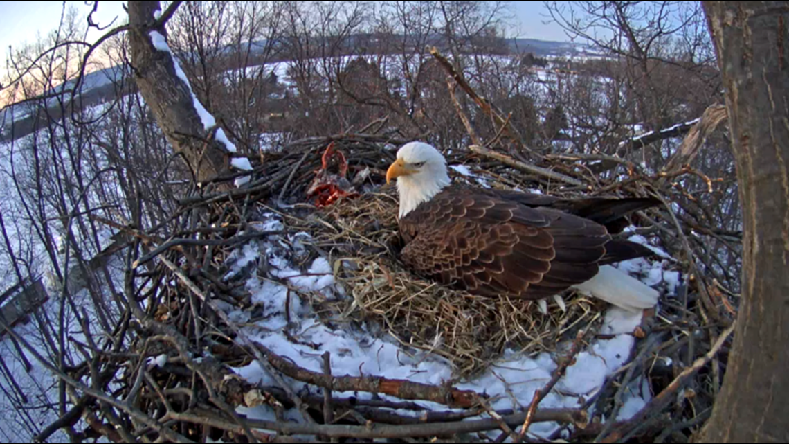 Hanover Bald Eagle lays second egg | fox43.com