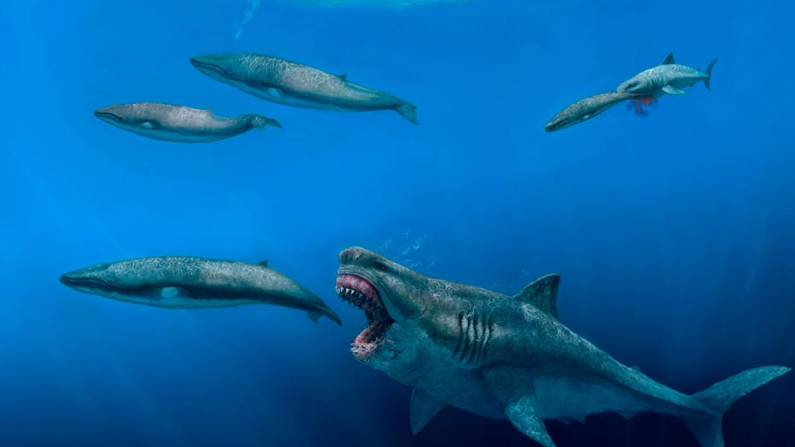 Megalodon sharks ruled the oceans millions of years ago – new