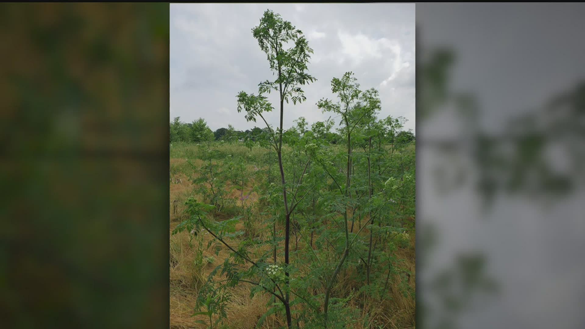 Invasive weed Conium maculatum, or poison hemlock, is spreading aggressively in Pennsylvania, according to experts at Penn State Extension.