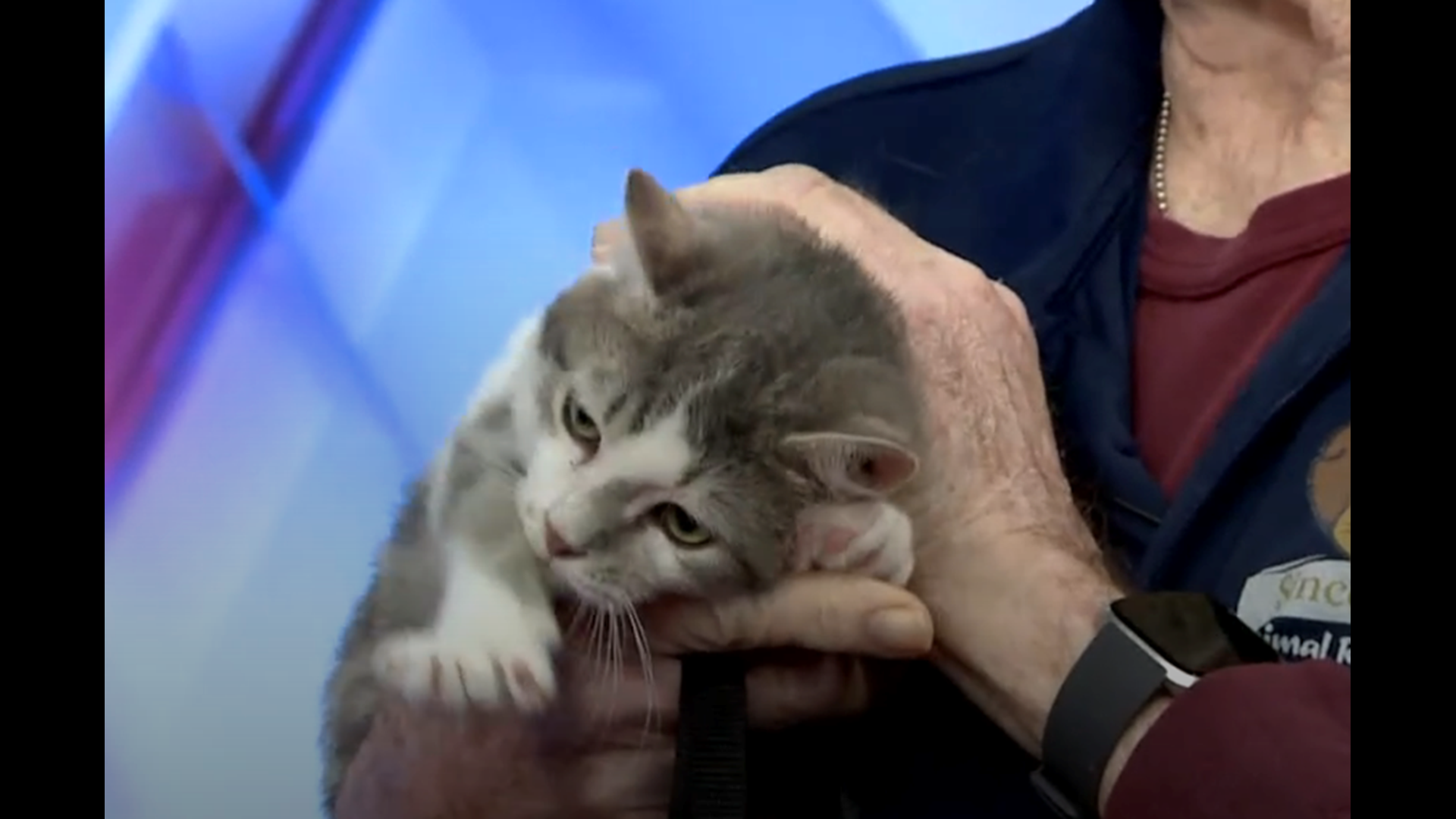 Furry Friends, A Kitten Named Valentino Animal Rescue Inc.