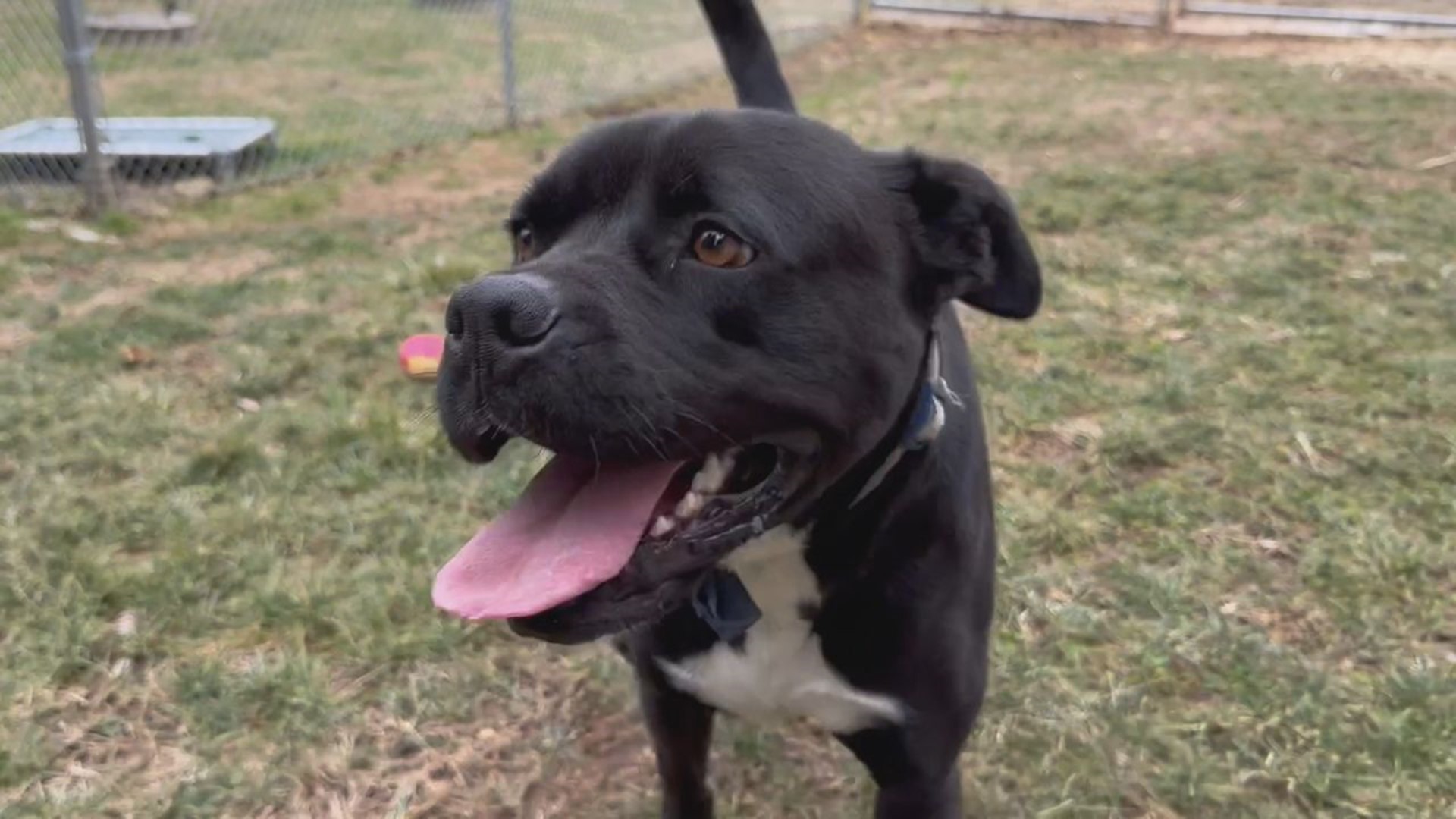 This boxer mix is about three years old and is very energetic and loving. He's been looking for his new family at Animal Rescue Inc. for two years now.