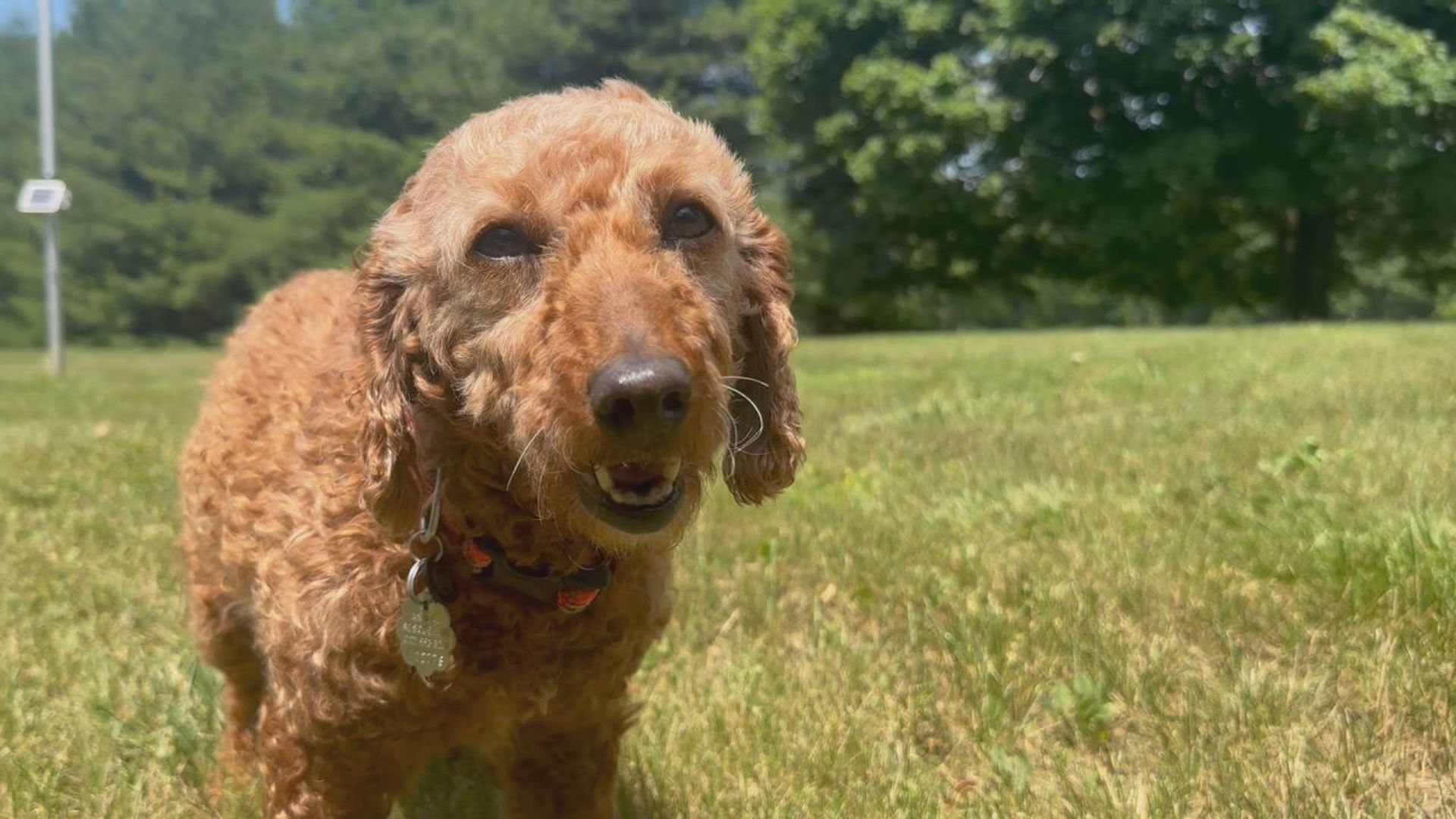 Toni is a 7-year-old poodle who spent the first half of her life with a breeder. She is now looking for her forever family with Animal Rescue Inc.