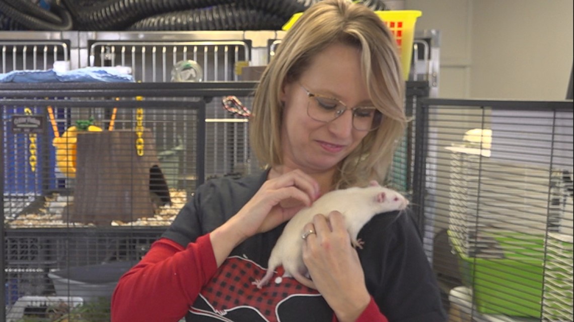 Adoption event held for rats illegally dumped in Dauphin County - Vimarsana News