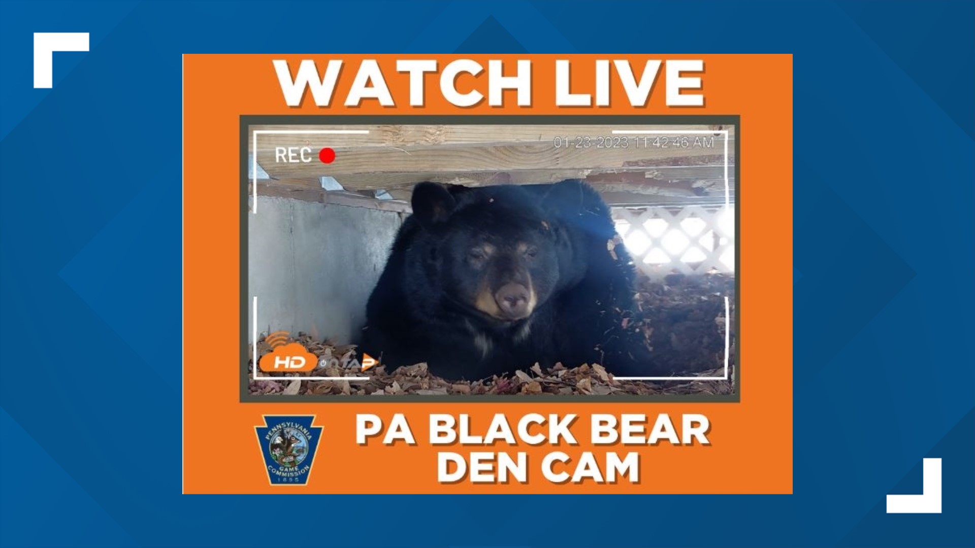 Game Commission, HD on Tap present Black Bear Cam, where fans can watch