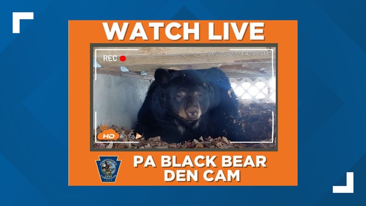 Game Commission, HD on Tap present Black Bear Cam, where fans can watch bear cubs grow in their den