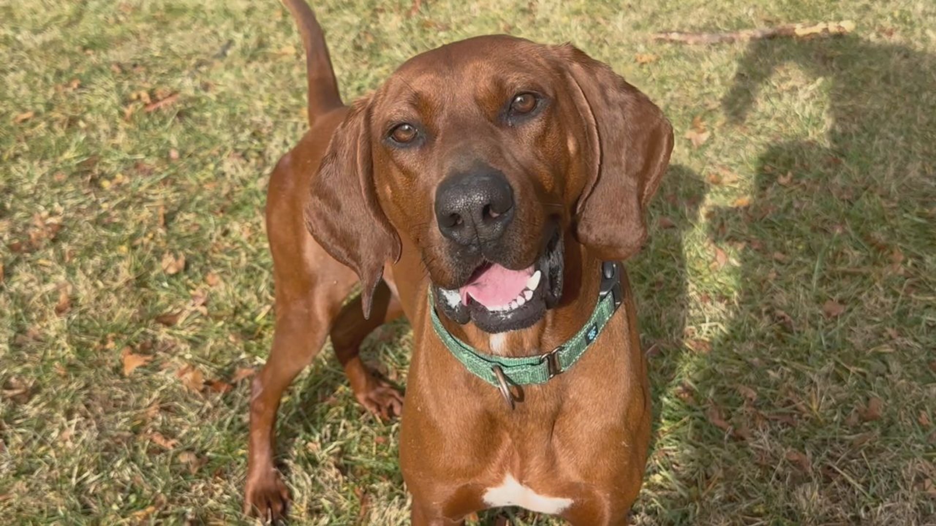 Chief is a high-energy goofball available for adoption at Animal Rescue Inc. in New Freedom.