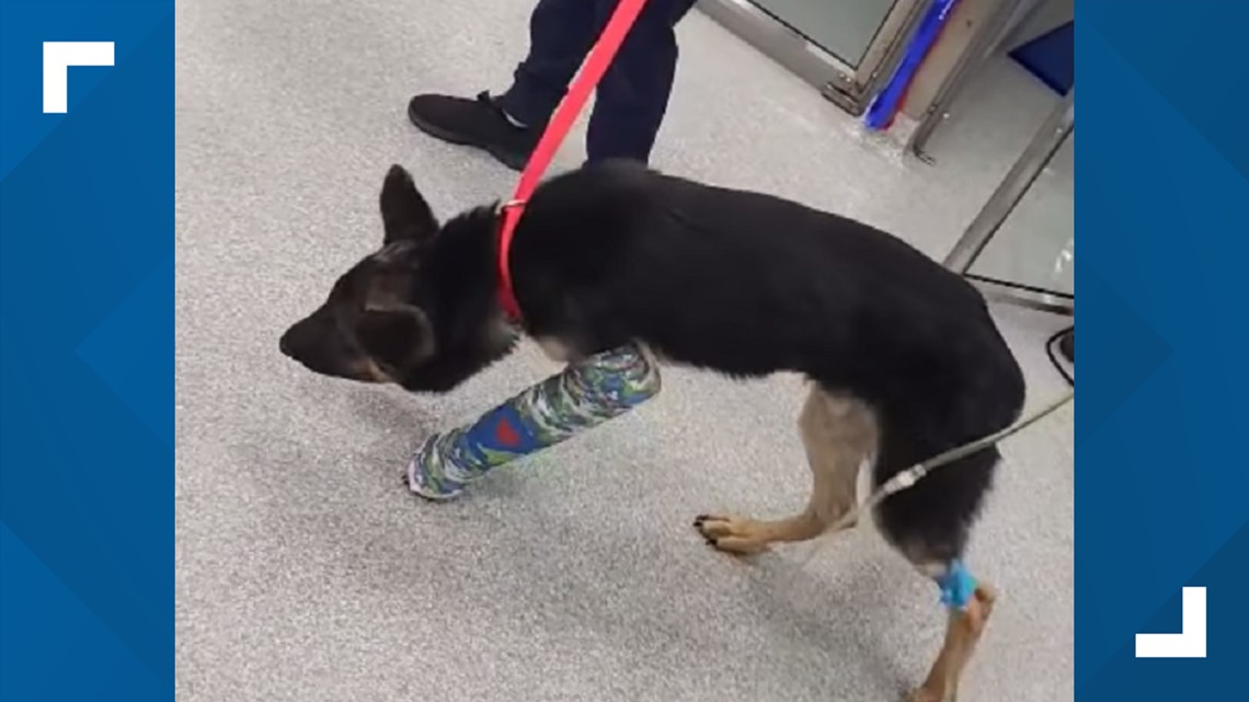 Puppy found beaten and unconscious in York 'making improvements' - Vimarsana News