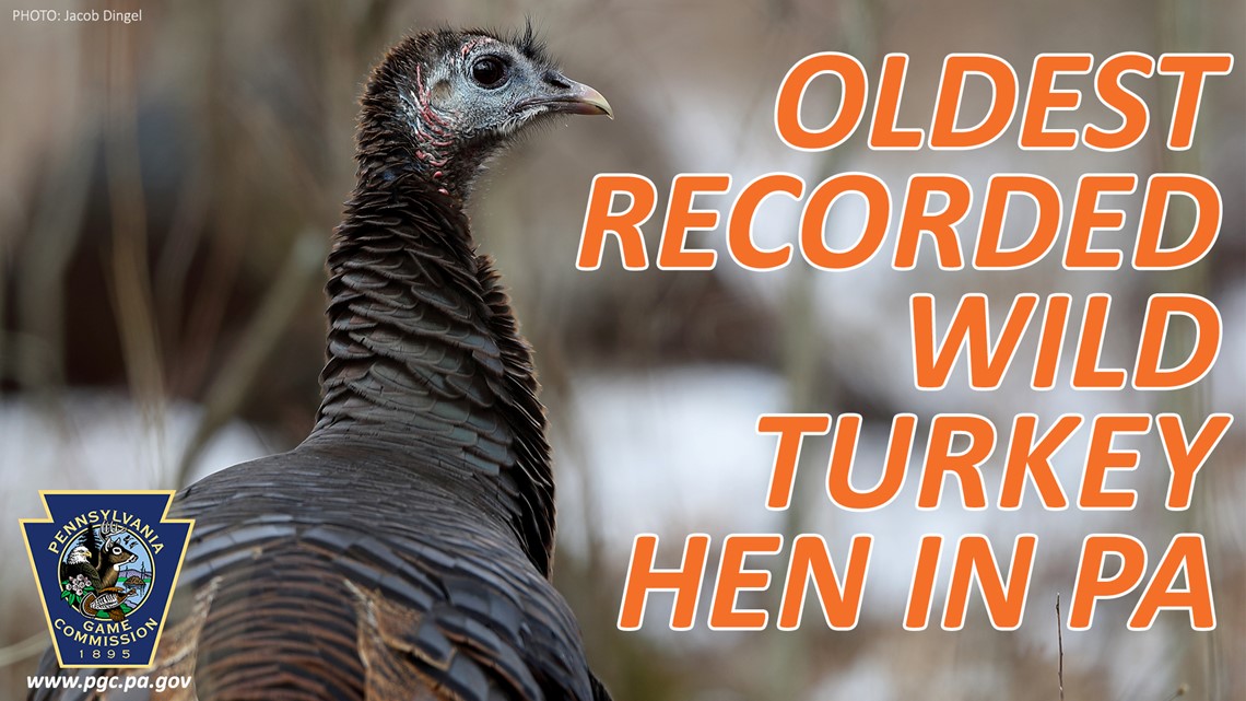 Game Commission researchers find the oldest-recorded wild turkey in ...