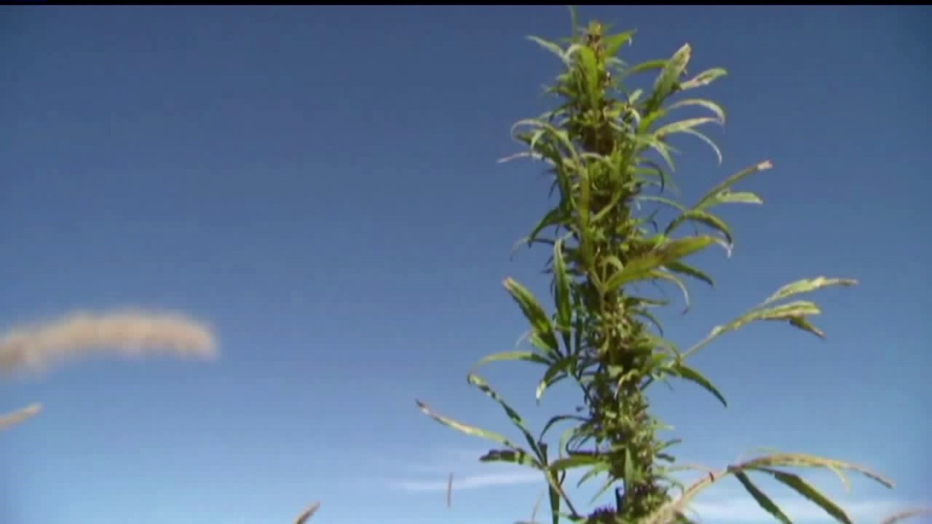 Researchers look to study industrial hemp in Lancaster County