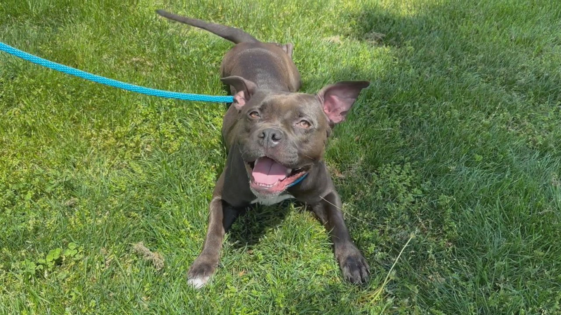 Gremlin is a young, laid back American Bully who is looking for her forever family at the York County SPCA.
