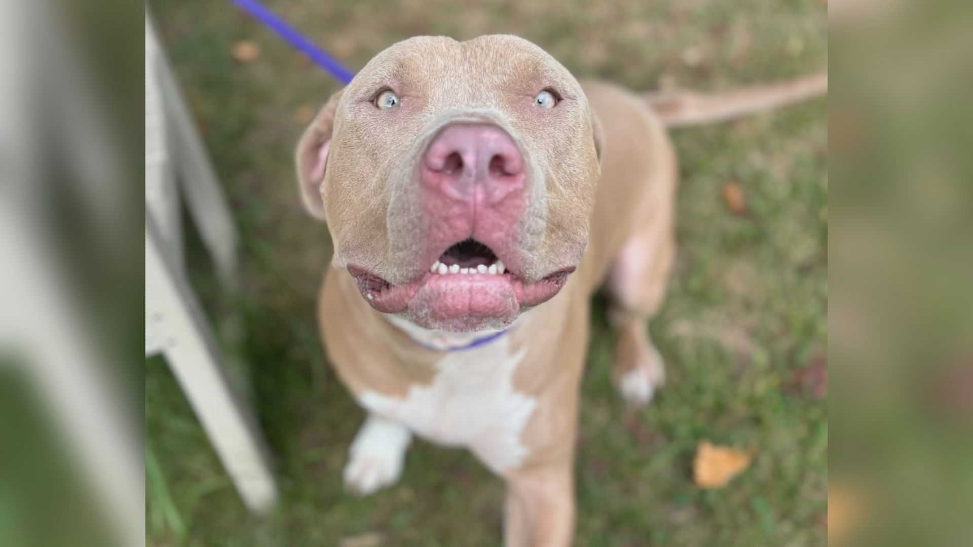 If you're looking for a sweet companion, Carrot Cake is your girl. She's available for adoption at the York County SPCA.