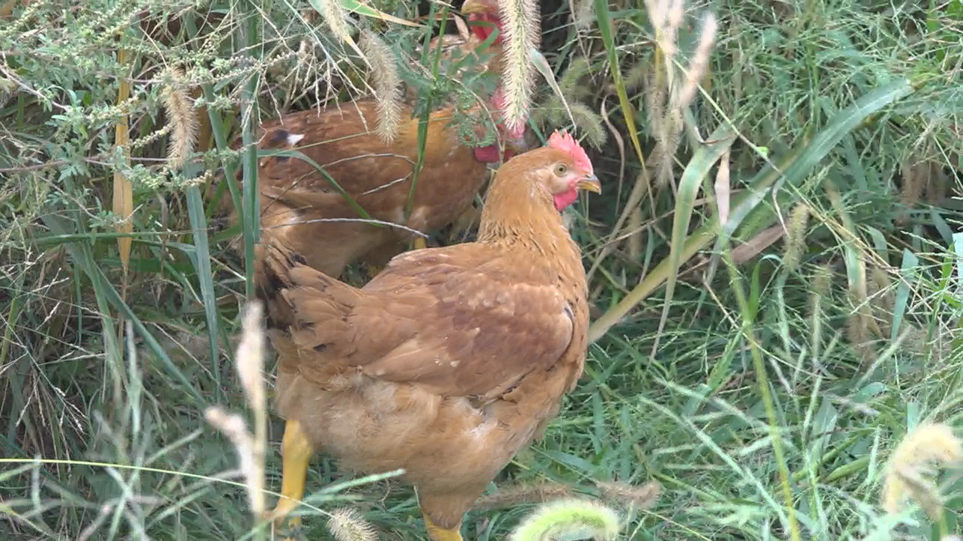 Sixteen LaBelle Patrimoine farms are launching pilot programs to improve their financial and environmentally sustainable practices for raising chickens.